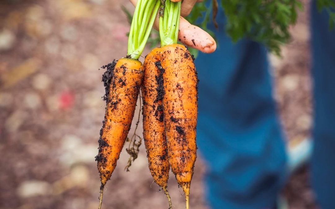 What’s In Our Food? Top Food and Farming Myths