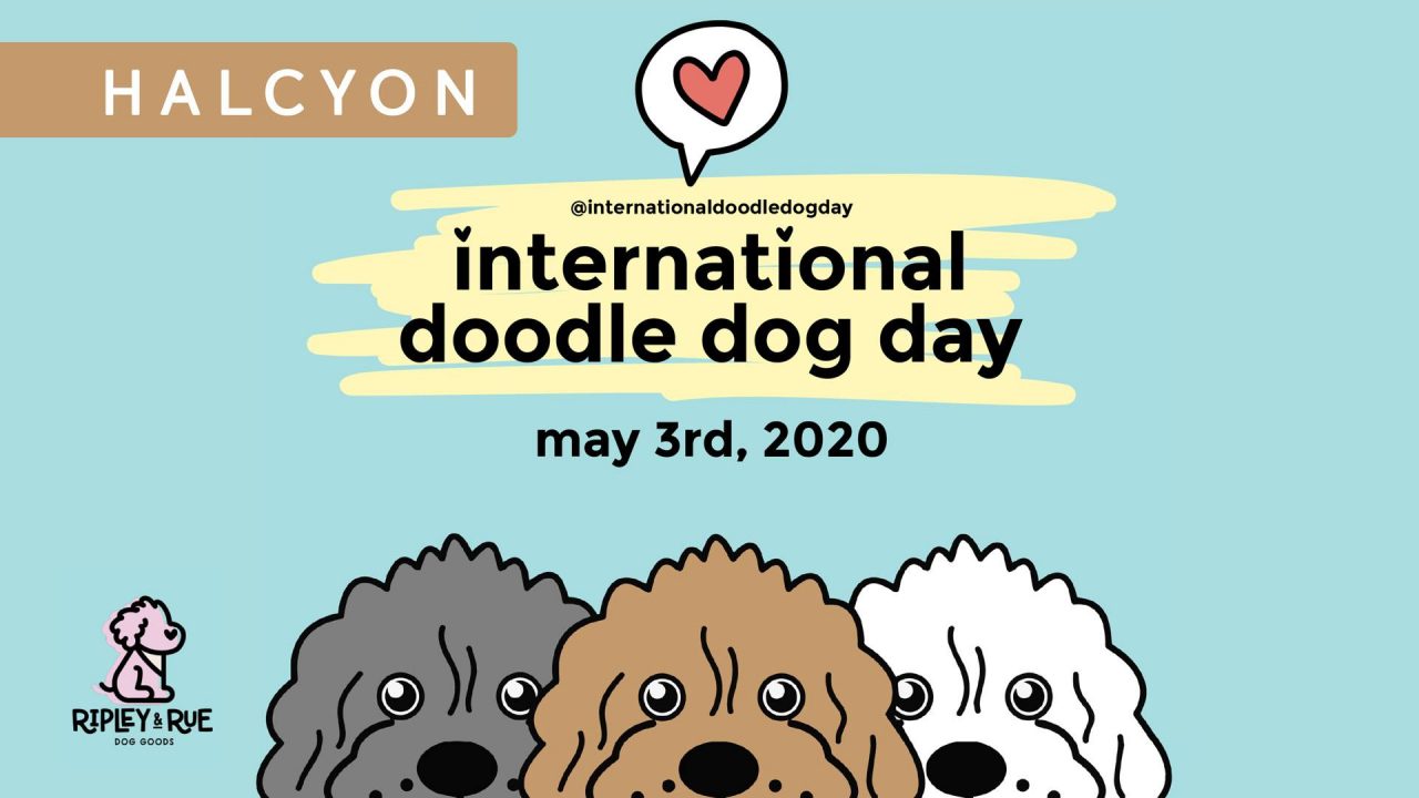 International Doodle Dog Day PAWty Cumming Local